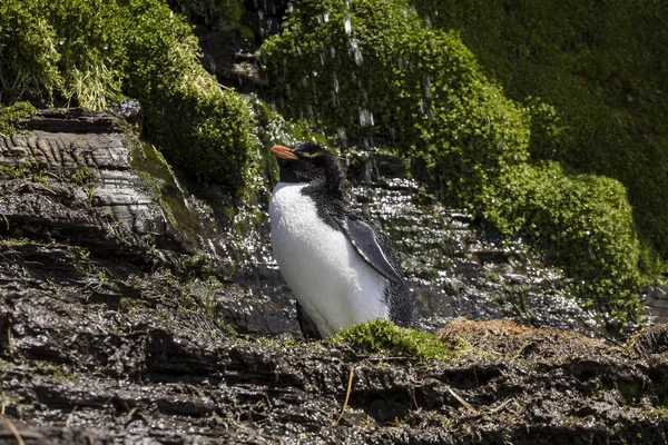 Rockhopper Penguin Saunders Island Takes Shower Waterfall Falkland Islands — Stock Photo, Image
