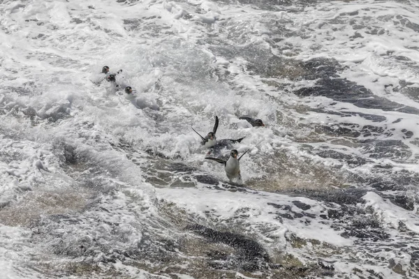 Grupo Pinguins Rockhopper Tentando Pousar Forte Surfe Ilha Saunders Ilhas — Fotografia de Stock