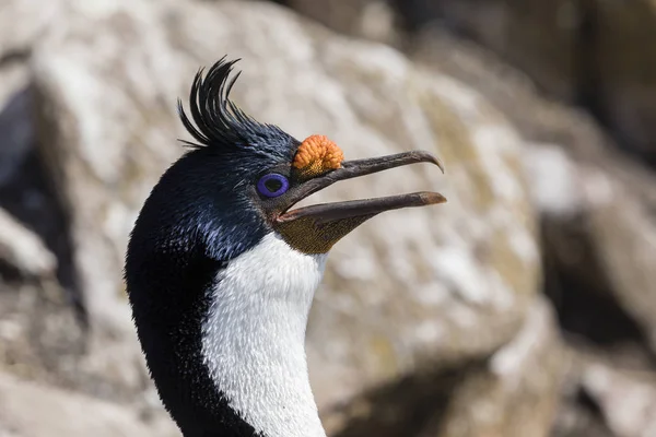 Primo Piano Della Testa Cormorano Sull Isola Saunders Isole Falkland — Foto Stock