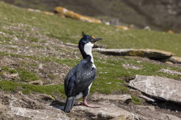 Kormorán Král Stojí Skále Saunders Island Faerské Ostrovy — Stock fotografie