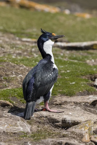 Kormorán Král Stojí Skále Saunders Island Faerské Ostrovy — Stock fotografie