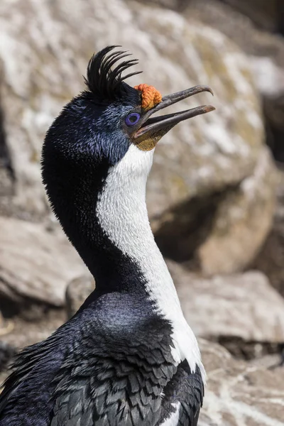 Nahaufnahme Des Kopfes Eines Königskormorans Auf Der Insel Saunders Falklandinseln — Stockfoto