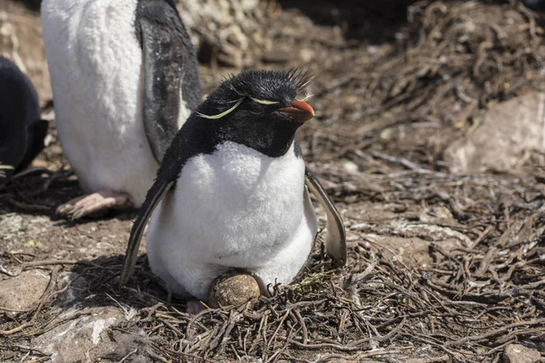 Rockhopper Female Hatching Egg Her Nest Saunders Island Falkland Islands — Stock Photo, Image