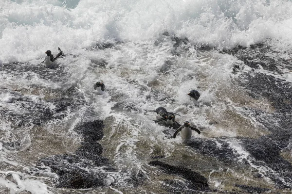 Grupo Pinguins Rockhopper Tentando Pousar Forte Surfe Ilha Saunders Ilhas — Fotografia de Stock