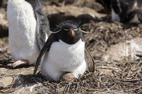 Rockhopper Female Hatching Egg Her Nest Saunders Island Falkland Islands — Stock Photo, Image