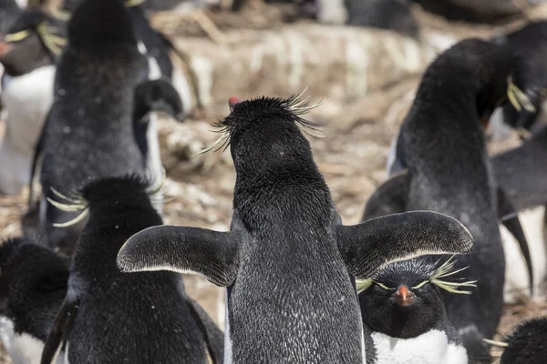Pinguim Rockhopper Está Esticando Suas Asas Ilha Saunders Ilhas Falkland — Fotografia de Stock