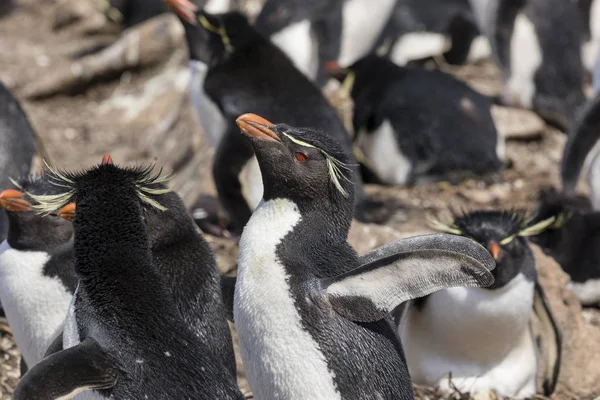 Pinguim Rockhopper Está Esticando Suas Asas Ilha Saunders Ilhas Falkland — Fotografia de Stock