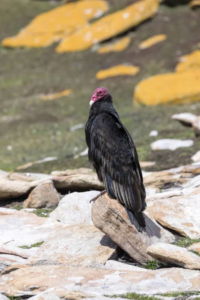 土耳其秃鹰站在福克兰群岛桑德斯岛的一块岩石上 — 图库照片