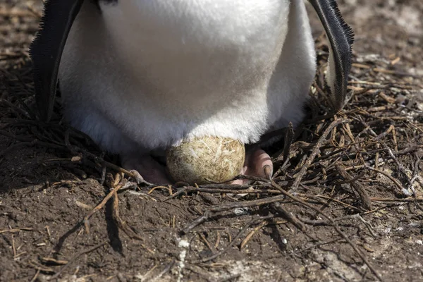 Close Rockhopper Female Hatching Egg Her Nest Saunders Island Falkland — Stock Photo, Image