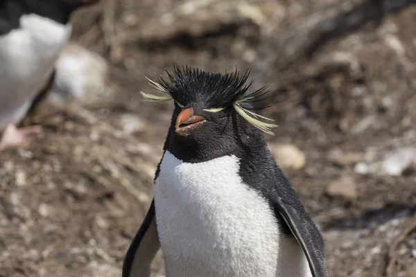 Rockhopper Penguin Στο Νησί Saunders Νήσοι Φώκλαντ — Φωτογραφία Αρχείου