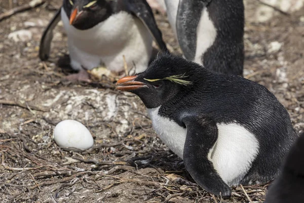 Rockhopper Kvinnliga Kläckning Ägg Sitt Saunders Island Falklandsöarna — Stockfoto