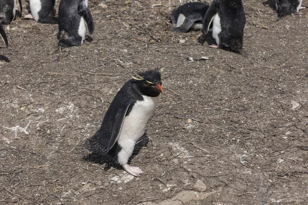 福克兰群岛桑德斯岛的跳岩企鹅 — 图库照片