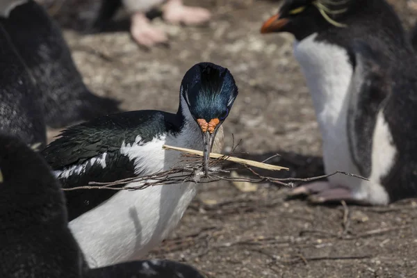 Cormorano Tiene Nel Becco Rami Secchi Costruire Nido Con Esso — Foto Stock