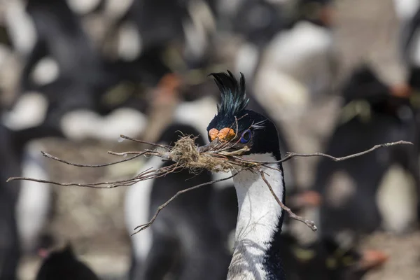 Cormorant Holds Its Beak Dry Branches Build Nest Saunders Island — Stock Photo, Image