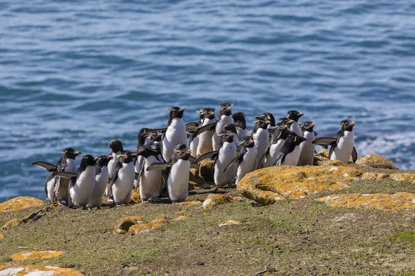 Grupo Pingüinos Rockhopper Suben Colina Hasta Colonia Saunders Island Islas —  Fotos de Stock