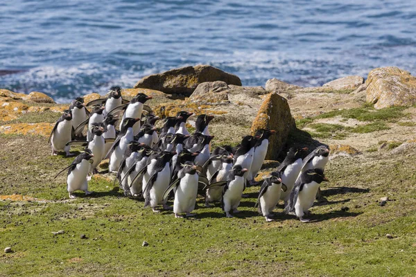 一群跳岩企鹅走上山 来到他们在福克兰群岛桑德斯岛的殖民地 — 图库照片