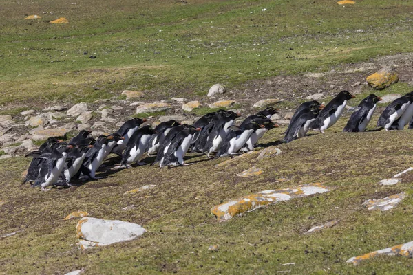 Grupo Pingüinos Rockhopper Suben Colina Hasta Colonia Saunders Island Islas — Foto de Stock