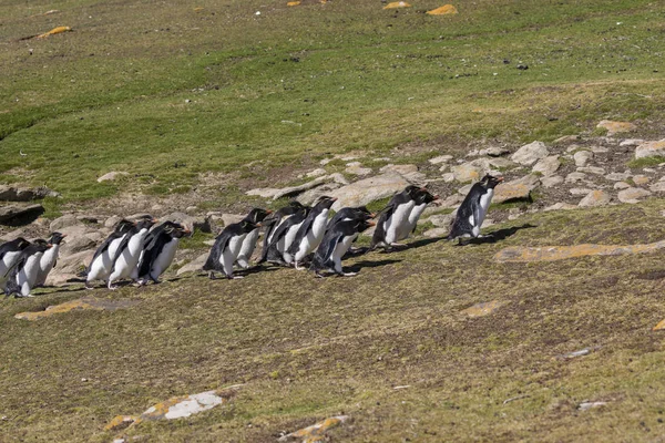 Группа Пингвинов Рокхопперов Поднимается Холм Своей Колонии Острове Сондерс Фолклендские — стоковое фото