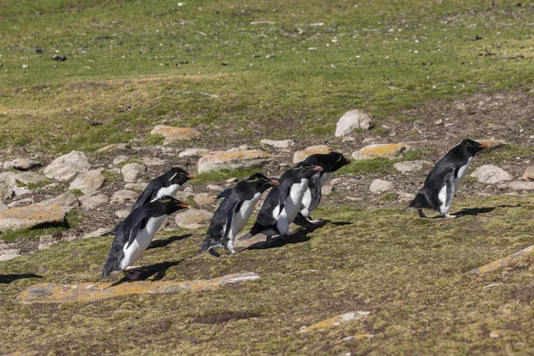 Grupo Pingüinos Rockhopper Suben Colina Hasta Colonia Saunders Island Islas —  Fotos de Stock