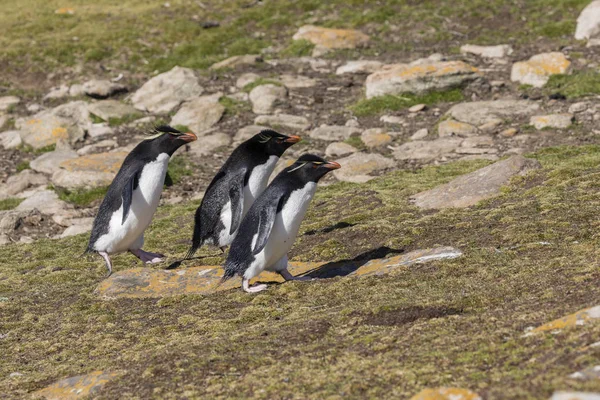 一群跳岩企鹅走上山 来到他们在福克兰群岛桑德斯岛的殖民地 — 图库照片