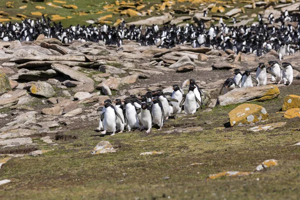 Group Rockhopper Penguins Runs Colony Sea Saunders Island Falkland Islands — Stock Photo, Image