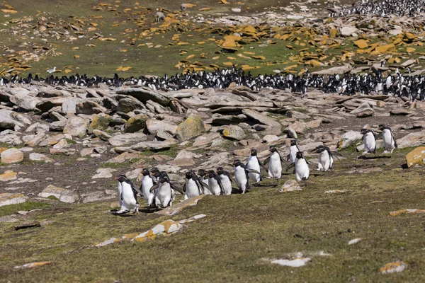 Group Rockhopper Penguins Runs Colony Sea Saunders Island Falkland Islands — Stock Photo, Image