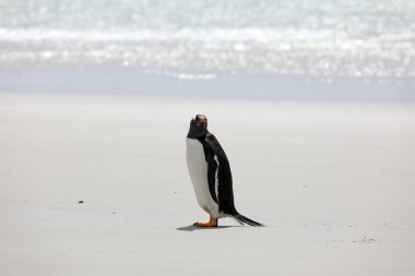 Saunders Adası, Falkland Adaları ' boyun plajında bir Gentoo pengueni standları
