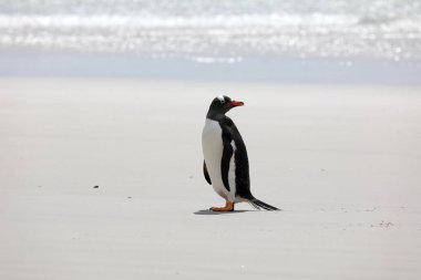 Saunders Adası, Falkland Adaları ' boyun plajında bir Gentoo pengueni standları
