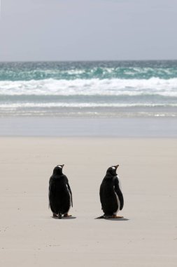 İki Gentoo penguenleri Saunders Adası, Falkland Adaları ' boyun sahilde duran
