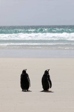 Two Gentoo penguins are standing on the beach in The Neck on Saunders Island, Falkland Islands clipart