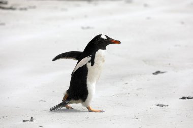 Saunders'ı adada, Falkland Adaları boyun Beach'te genelinde tek bir Gentoo pengueni çalışır