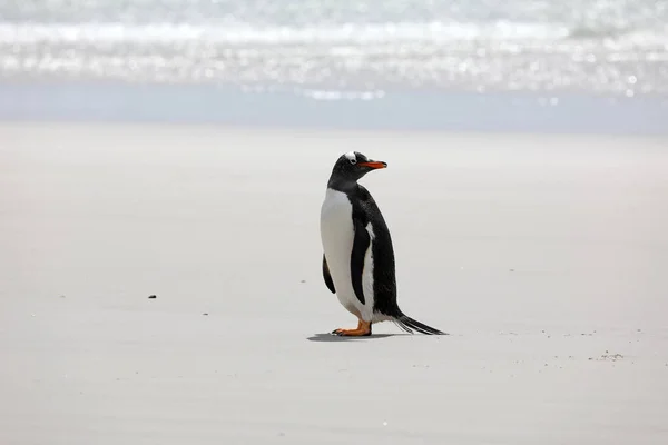 Pinguino Gentoo Sorge Sulla Spiaggia Neck Sull Isola Saunders Isole — Foto Stock
