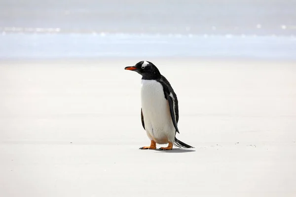 在福克兰群岛桑德斯岛的脖子上 Gentoo 企鹅站在沙滩上 — 图库照片