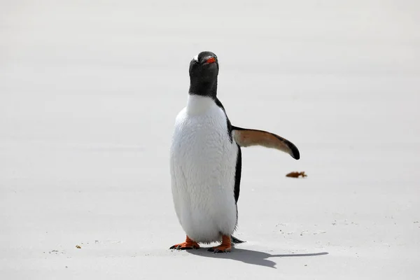 在福克兰群岛桑德斯岛的脖子上 Gentoo 企鹅站在沙滩上 — 图库照片