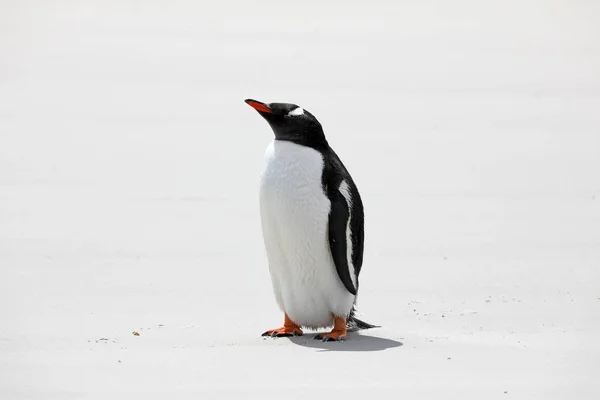 Pinguim Gentoo Fica Praia Pescoço Ilha Saunders Ilhas Malvinas — Fotografia de Stock