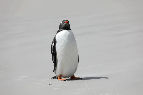 在福克兰群岛桑德斯岛的脖子上 Gentoo 企鹅站在沙滩上 — 图库照片