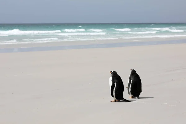 Dvě Gentoo Penguins Stojí Pláži Krk Ostrově Saunders Falklandské Ostrovy — Stock fotografie