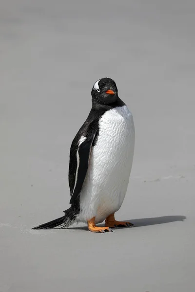 在福克兰群岛桑德斯岛的脖子上 Gentoo 企鹅站在沙滩上 — 图库照片