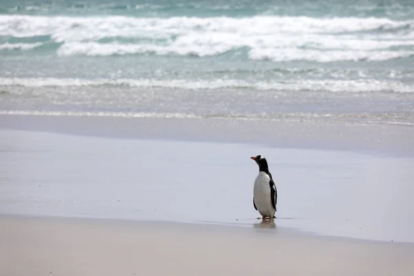 Een Ezelspinguïn Staat Het Strand Nek Saunderseiland Falkland Eilanden — Stockfoto