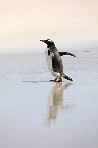 Penguin Running Wet Beach Neck Saunders Island Falkland Islands — Stock Photo, Image