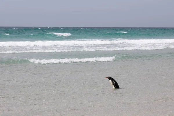 Ein Pinguin Steht Der Flachen Brandung Strand Nacken Auf Saunders — Stockfoto