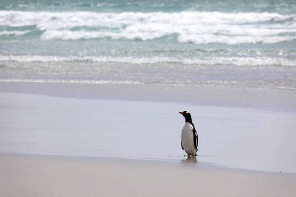 在福克兰群岛桑德斯岛的脖子上 Gentoo 企鹅站在沙滩上 — 图库照片