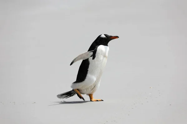Solo Pingüino Gentoo Cruza Playa Neck Saunders Island Islas Malvinas — Foto de Stock