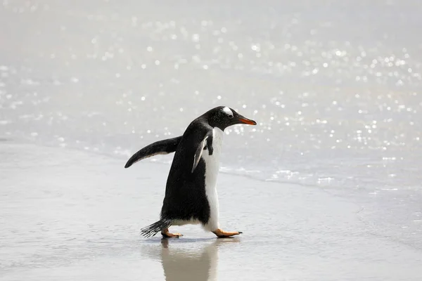 Bir Penguen Sığ Sörf Boyun Plajında Saunders Adada Falkland Adaları — Stok fotoğraf
