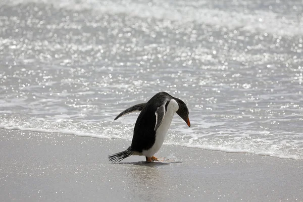 Ein Pinguin Steht Der Flachen Brandung Strand Nacken Auf Saunders — Stockfoto