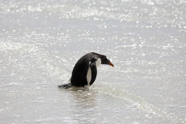 サンダース島 フォークランド諸島 首のビーチで浅いサーフでペンギンが立っています — ストック写真