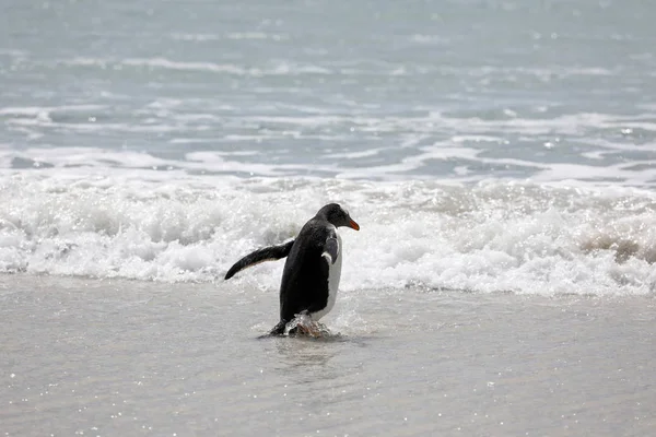 在福克兰群岛桑德斯岛的 海滩上 一只企鹅站在浅滩上 — 图库照片