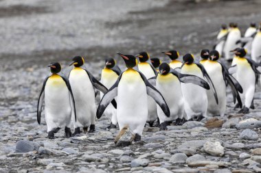 Kral bir grup penguenler Fortuna Bay, Güney Georgia, Antarktika üzerinde çakıl plaj üzerinde çalışır