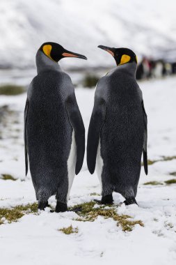 Fortuna Bay, Güney Georgia, Antarktika üzerinde hassasiyet içinde bir aşk kral penguen çift alışverişi
