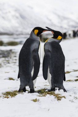 Fortuna Bay, Güney Georgia, Antarktika üzerinde hassasiyet içinde bir aşk kral penguen çift alışverişi
